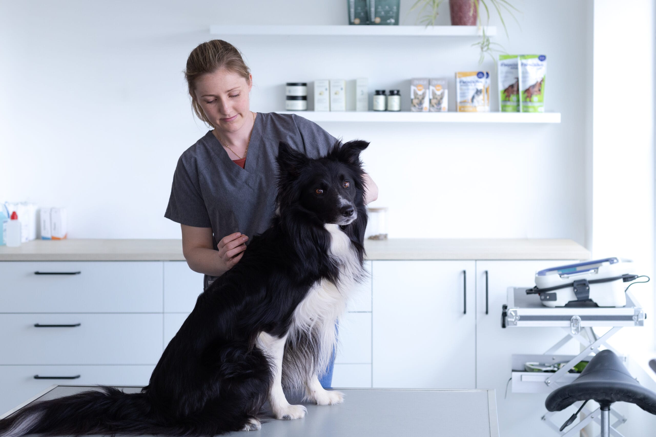 Acupunctuur bij een hond in een dierenartsenpraktijk