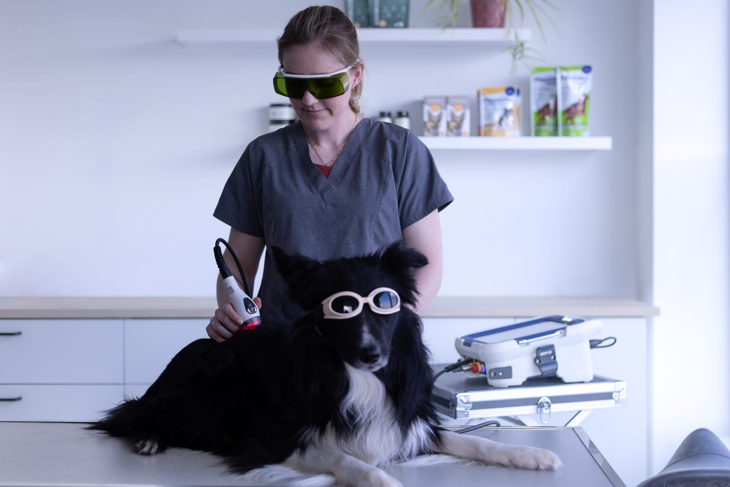 Laserbehandeling bij hond