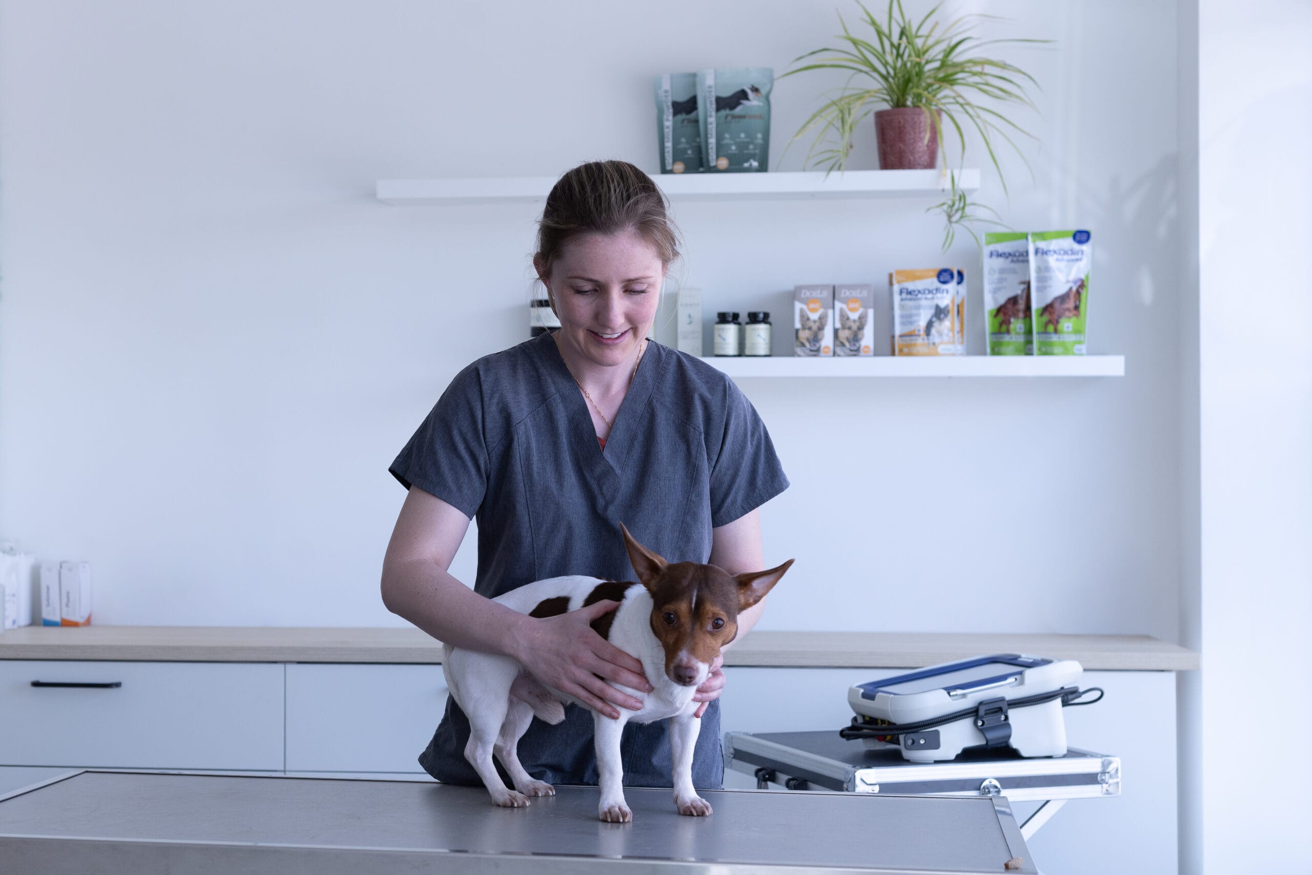 Manuele behandeling of fysiotherapie bij een hond